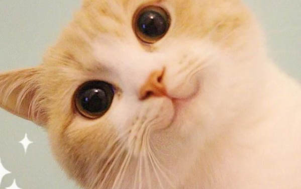 貓咪益生菌哪個牌子好?