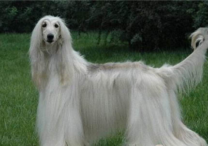 阿富汗獵犬價格一般是多少