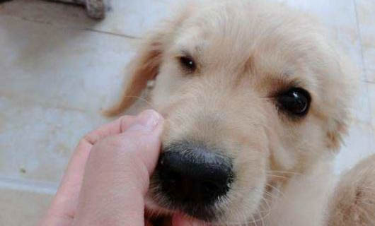 狗狗得了犬瘟怎么辦呢能治好嗎