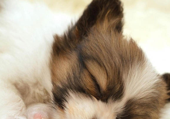 喜樂蒂牧羊犬可以吃龍眼嗎
