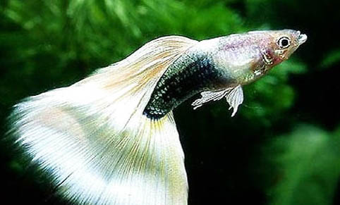 一只孔雀魚一天吃多少飼料