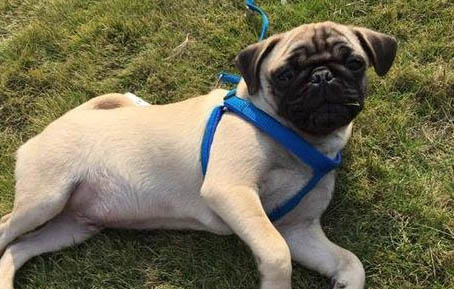 養巴哥犬注意事項有哪些