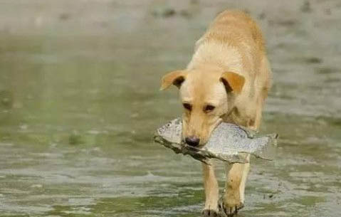 狗狗得了犬瘟能活多久