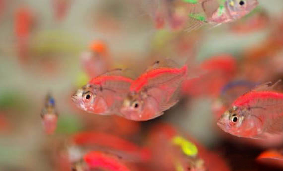 魚為什么會(huì)吃小魚