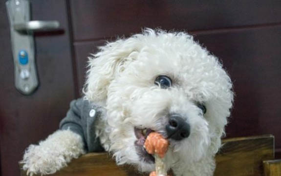 訓練比熊犬的項目包括哪些
