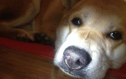 狗狗總是搖頭甩耳朵的原因及處理方法