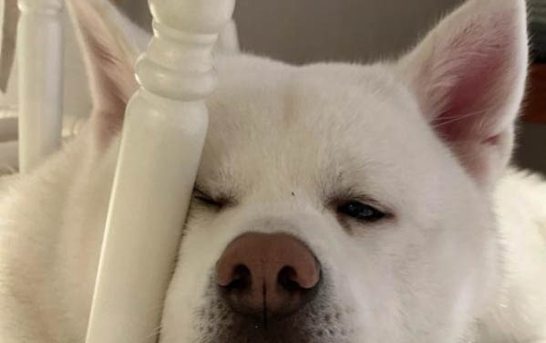 狗狗為什么不吃食