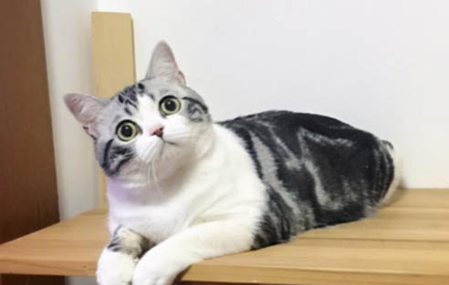 貓咪懷孕多久能看出來？