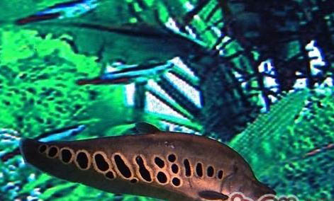 刀魚科淡水魚飼養方法
