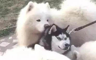 薩摩耶犬衰老會(huì)有哪些表現(xiàn)