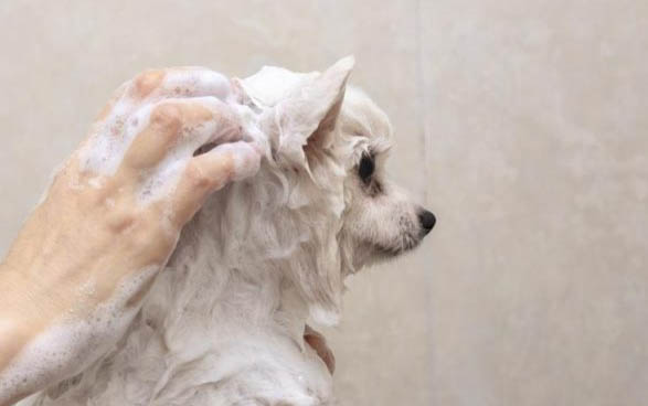 狗狗口吐白沫拉稀怎么辦