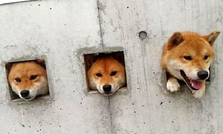 柴犬和秋田犬區分方法