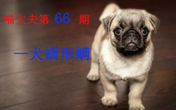 狗狗為什么會(huì)在床上拉尿