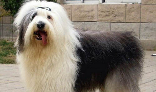 狗剃毛后多久能長出來
