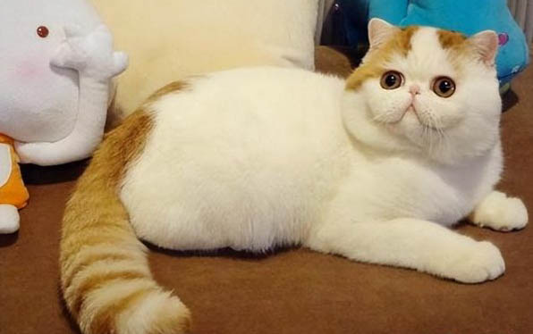 夏季如何正確飼養貓咪