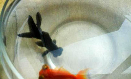 能和金魚混養(yǎng)的小型觀賞魚有哪些