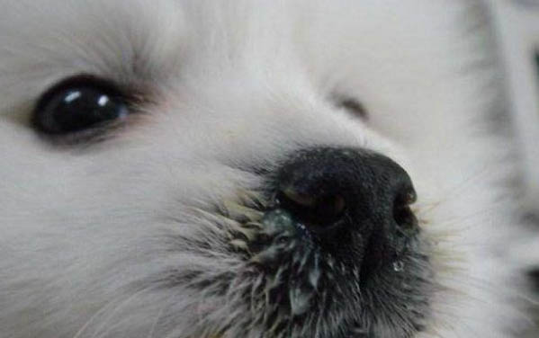 怎么判斷小狗有沒(méi)有狂犬病毒