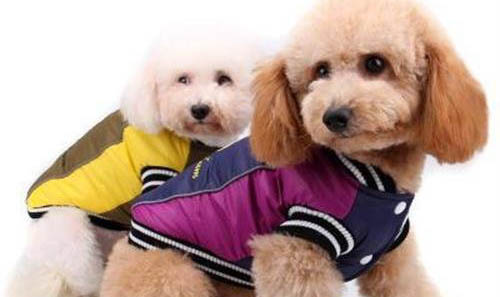 泰迪犬一定不能吃的東西有哪些?
