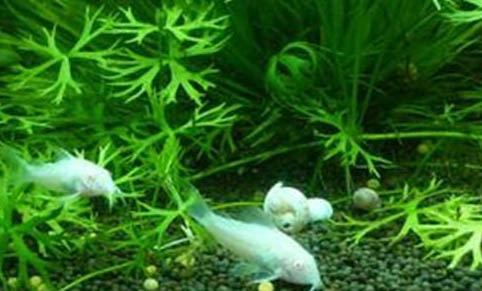 銀龍魚趴缸會(huì)不會(huì)死