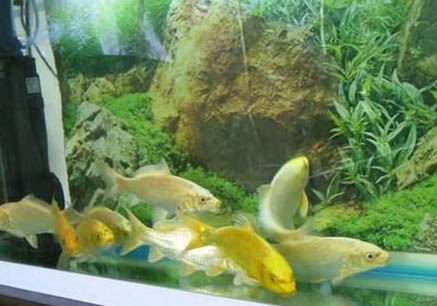 泥鰍和錦鯉能混養(yǎng)嗎