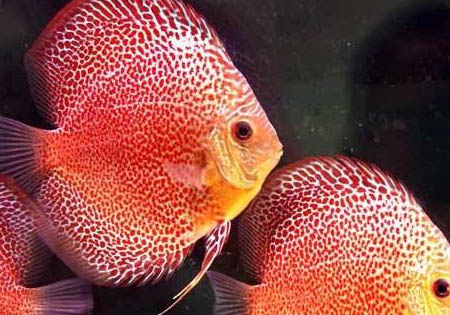 七彩神仙魚和迷你鸚鵡魚可以混養嗎？
