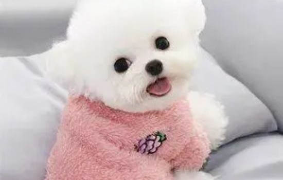 比熊犬淚痕的產生原因及處理方法