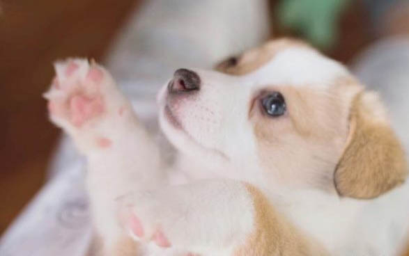 狗狗上火多久會好起來