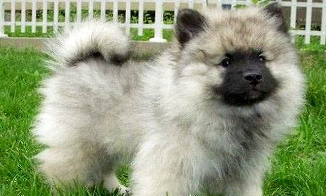 荷蘭毛獅犬例假15天可以洗澡嗎