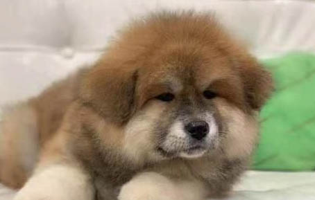 狗狗嘴流透明的長粘液