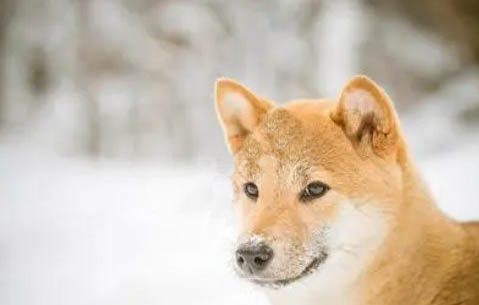 柴犬和哈士奇哪個(gè)好養(yǎng)