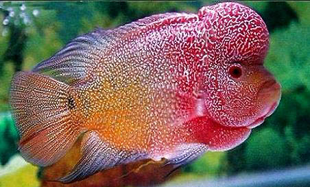 水循環魚缸需要換水嗎