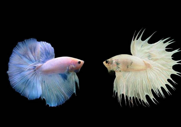 泰國斗魚可以養(yǎng)多久呢