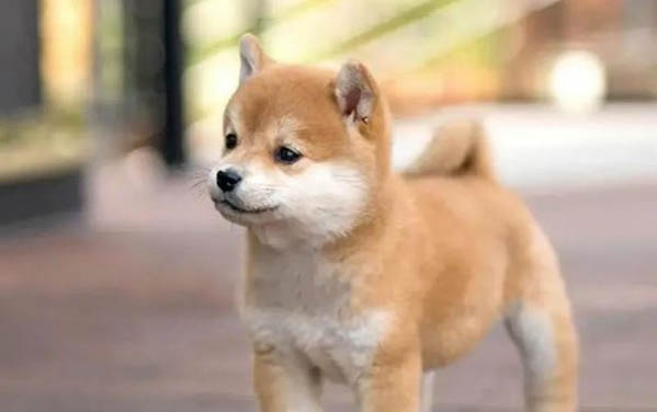 狗可以吃豬血嗎