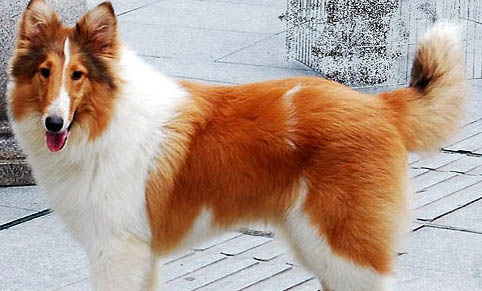 蘇格蘭牧羊犬口臭的原因及處理方法