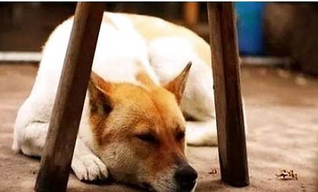 中華田園犬是禁養(yǎng)犬嗎