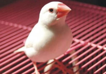 不同種類文鳥的優(yōu)缺點