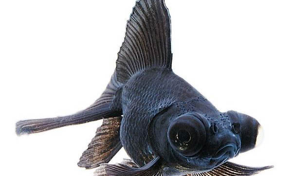 魚類睡覺有哪些特性