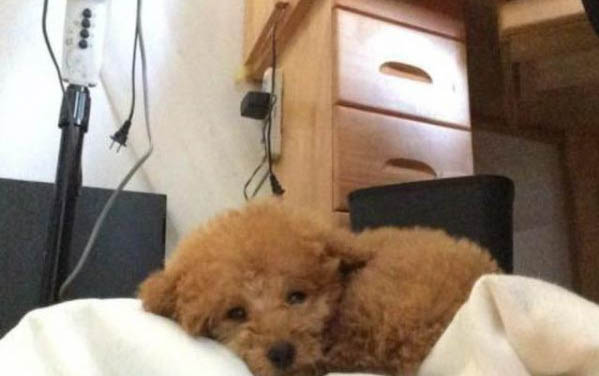 狗生完小狗需要一直開燈嗎