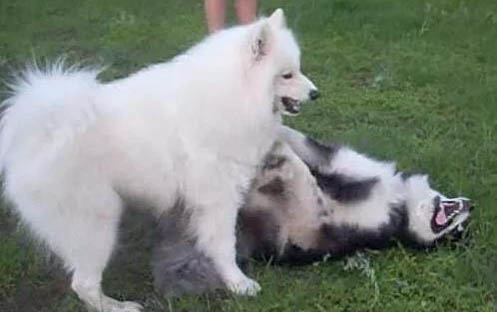 格力犬眼睛有眼屎的原因及處理方法