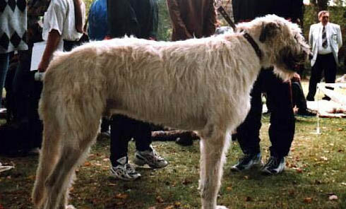 為什么愛爾蘭獵狼犬會流眼淚眼屎多?