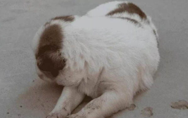 狗狗第一次來月經多少天