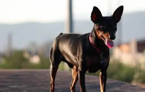 小鹿犬斷尾最佳位置