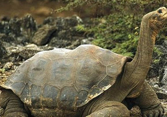 平塔島加拉帕戈斯象龜能活多少年