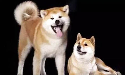 秋田犬可以養(yǎng)嗎