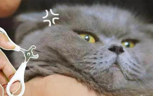 貓咪感冒鼻子不通氣怎么辦