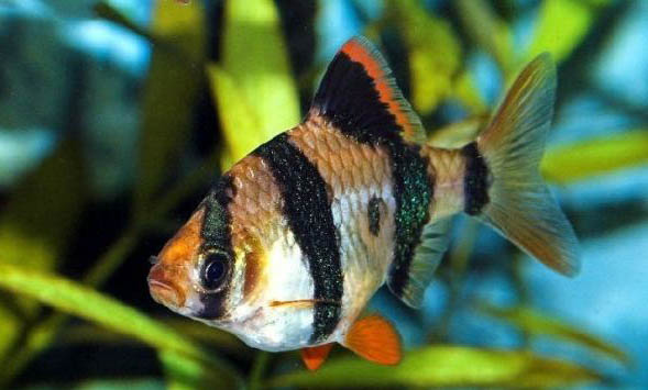 虎皮魚可以跟什么魚混養(yǎng)