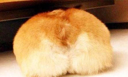如何看柯基犬的年齡