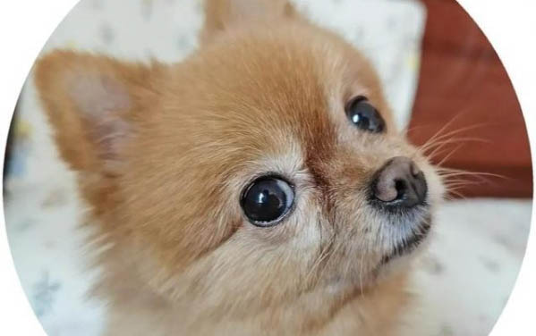 小狗眼睛睜不開是為什么啊
