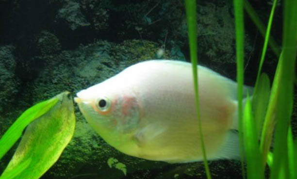 燈光對魚缸的作用