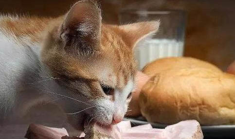 貓尾巴有黑色結痂硬塊